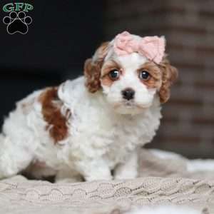 Daisy/Cockapoo									Puppy/Female	/7 Weeks,Meet the most darling F1B Cockapoo named Daisy! This girl is the definition of sweet and lovable—always ready to greet people with tail wags and snuggles. She has a playful side too, especially when there’s a toy involved or a new spot to explore. With her soft, wavy coat and warm eyes, she knows exactly how to melt hearts. Whether it’s joining in on adventures or curling up for a cozy nap, this little one may just be the perfect little sidekick for your family!